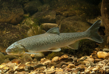 Жойылу қаупі жоқ. Күтім балығы Қызыл кітаптан шығарылады