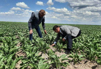 Кәні боласыңдар. Қазгидромет қызылша мен жүгерінің қаулайтынын айтты