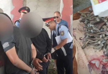 Сайгачьи рога на 360 млн тенге пытались вывезти браконьеры из Алматинской области