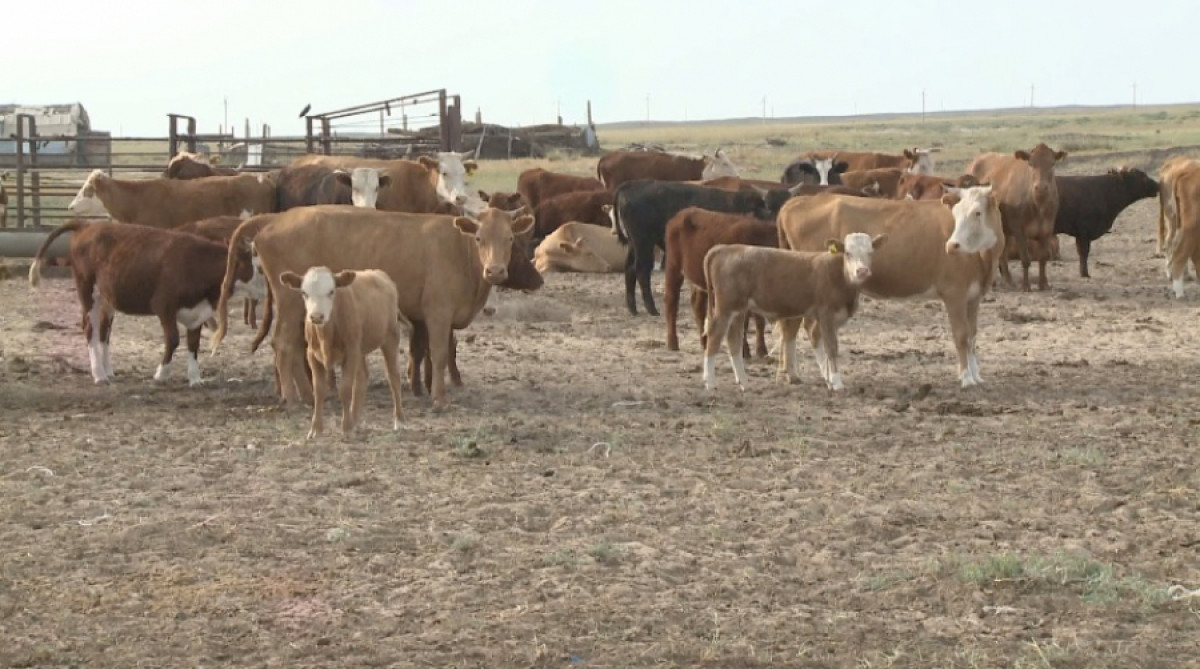 Массовый падеж скота зафиксировали в Улытау  
