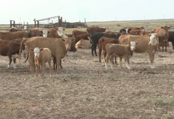 Массовый падеж скота зафиксировали в Улытау  