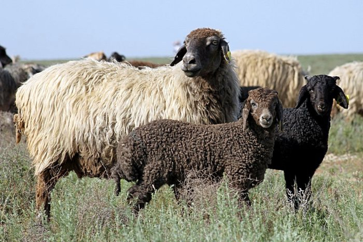 Genotype of sheep on territory of CA not changed since Bronze Age - scientists