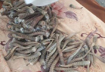 Браконьерлерден 13 қап киік мүйізі тәркіленді