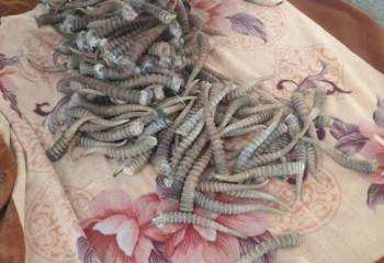 Алматы облысында құны 360 млн теңге тұратын киік мүйізі тәркіленді