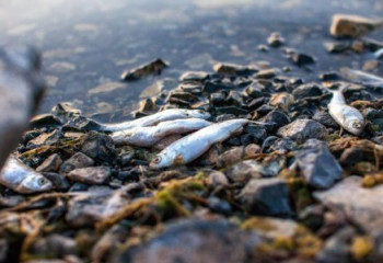 Балқаштағы балықтардың не себепті қырылғаны анықталды