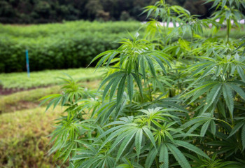 Полицейские уничтожили более 60 тонн дикорастущей конопли в долине реки Шу