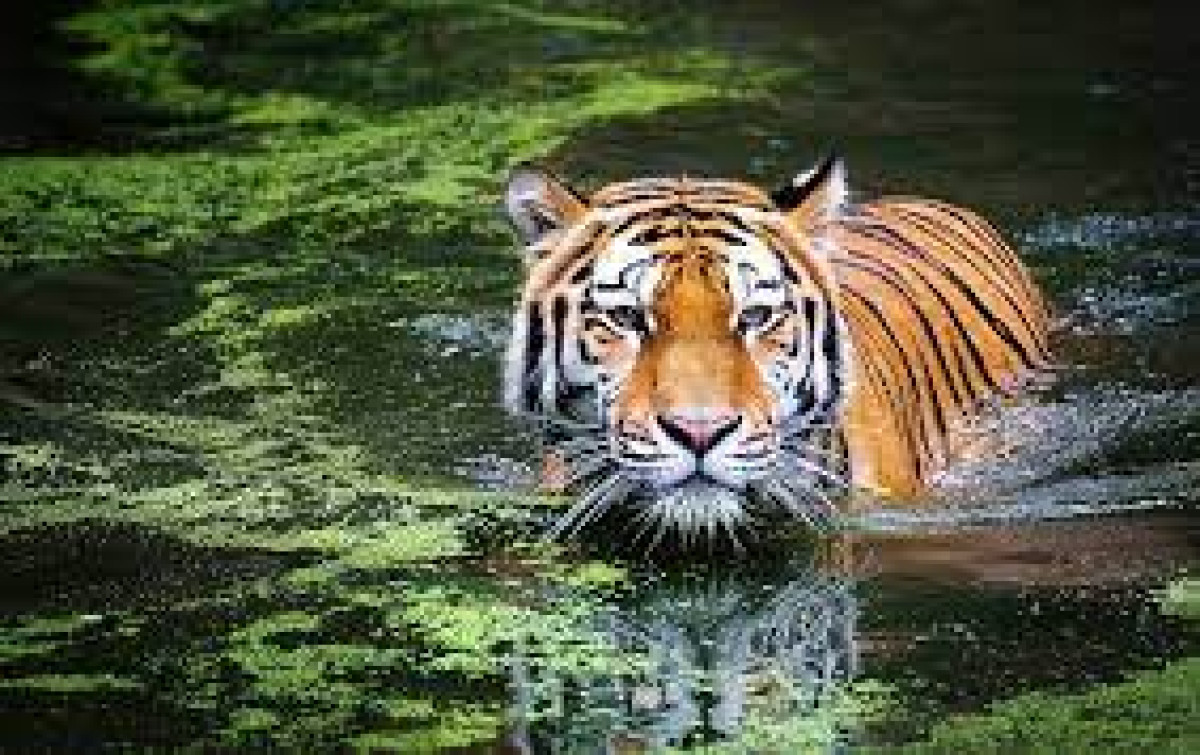 29 июля - международный день тигра