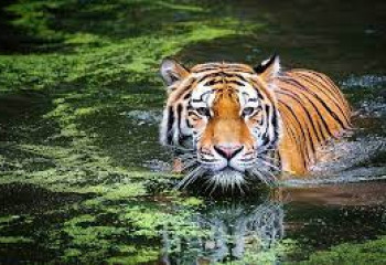 29 июля - международный день тигра