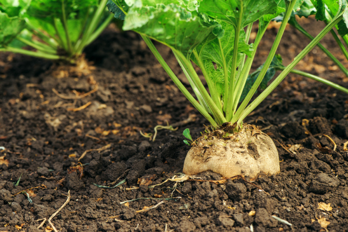 Kazakh Ministry of Agriculture invests in production of sugar beet