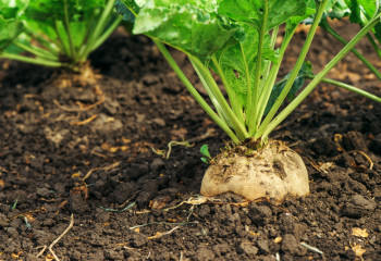 Kazakh Ministry of Agriculture invests in production of sugar beet