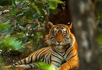 July 29 - International Tiger Day