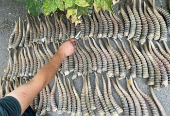 500 кг рогов сайги изъяли в Алматинской области