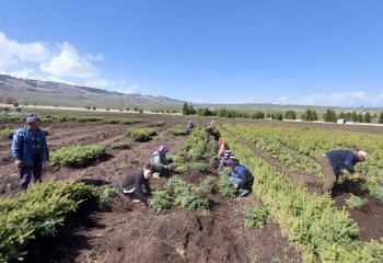Сотни миллионов саженцев саксаула и сосны высадят на юге  Казахстана