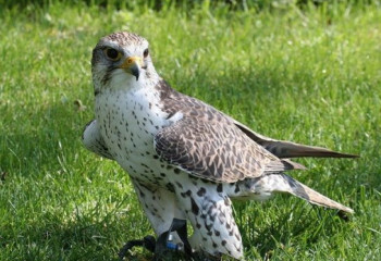 150 инспекторов задействуют для защиты соколов-балобанов в РК