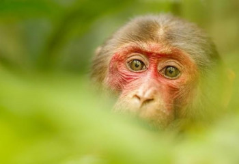 Түркияда маймыл шешегін жұқтырғандар саны артты