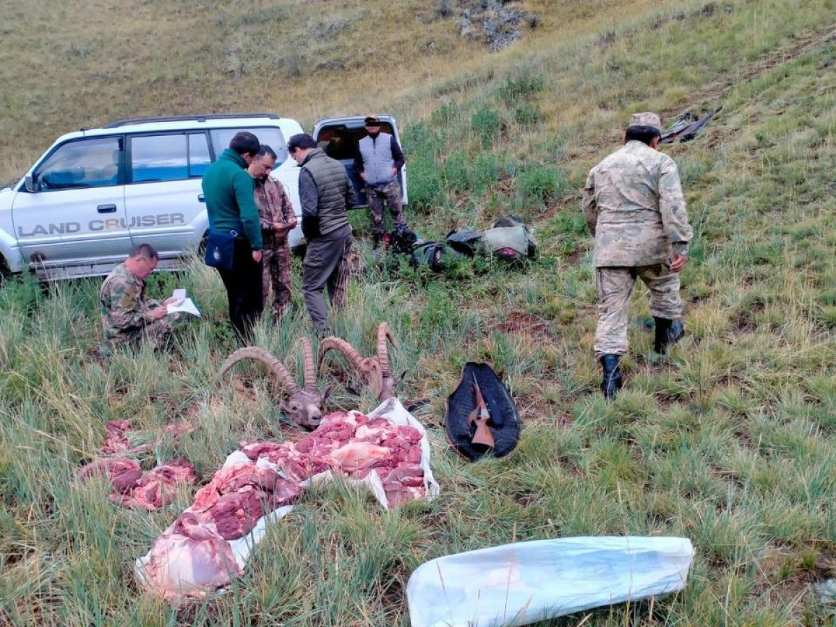 За незаконную охоту на горных козлов задержаны граждане Испании в Казахстане