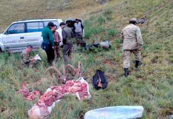 За незаконную охоту на горных козлов задержаны граждане Испании в Казахстане