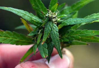 Шымкент полицейлері тұрғыннан 47,5 келі сора тәркіледі