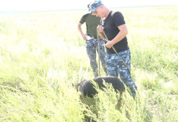 Полиция сообщила подробности поисков пропавшей 5-летней девочки 