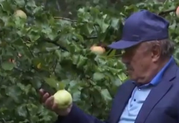 Новый сорт яблок вывели в столице