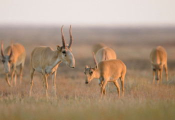 Павлодар өңірінде қанша ақбөкен бары айтылды