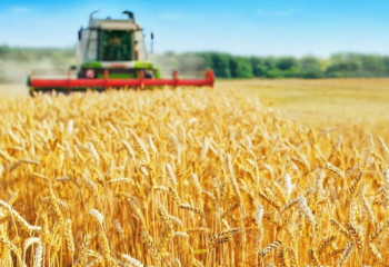 День поля пройдет в формате онлайн 10 августа 