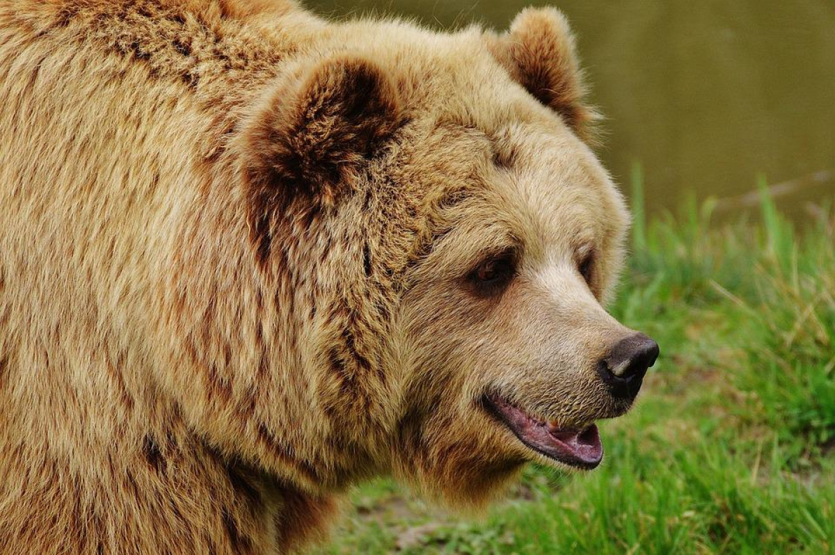 Медведя подозревают в нападениях на коров в Восточном Казахстане