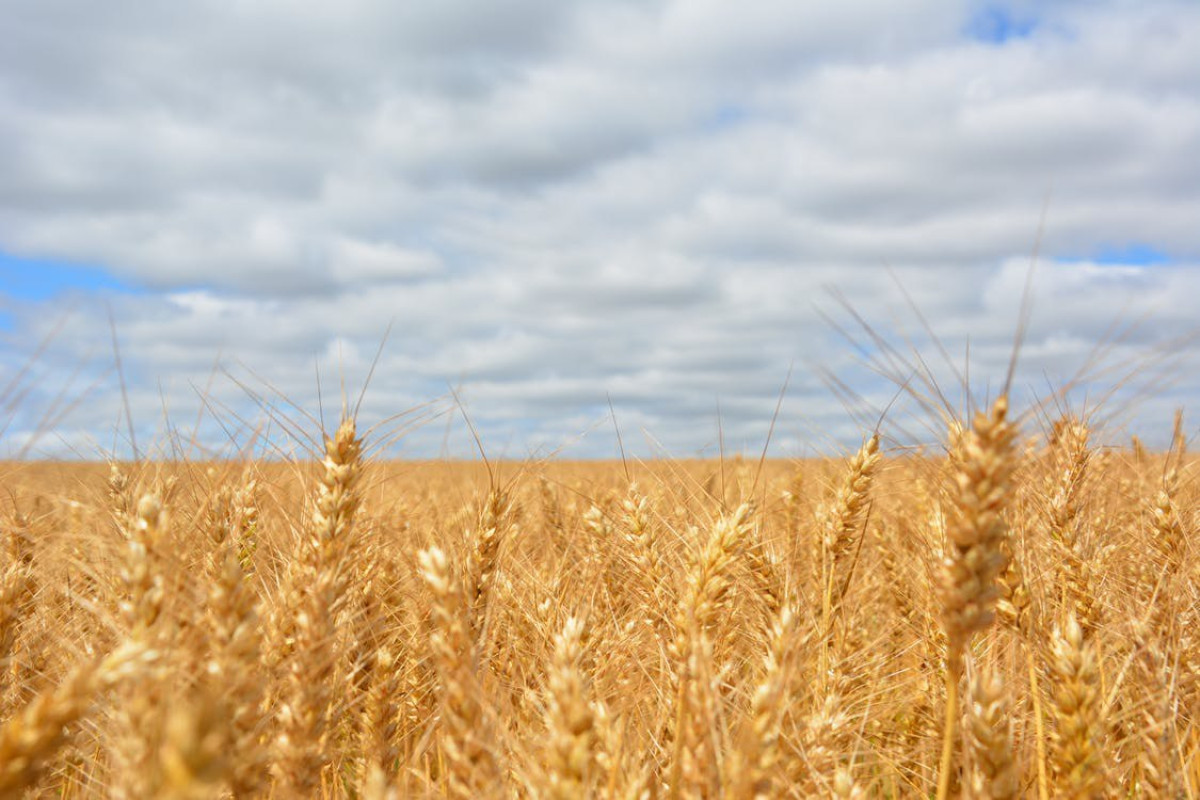 Снижение цен на пшеницу: для кого хорошо, а для кого - плохо 
