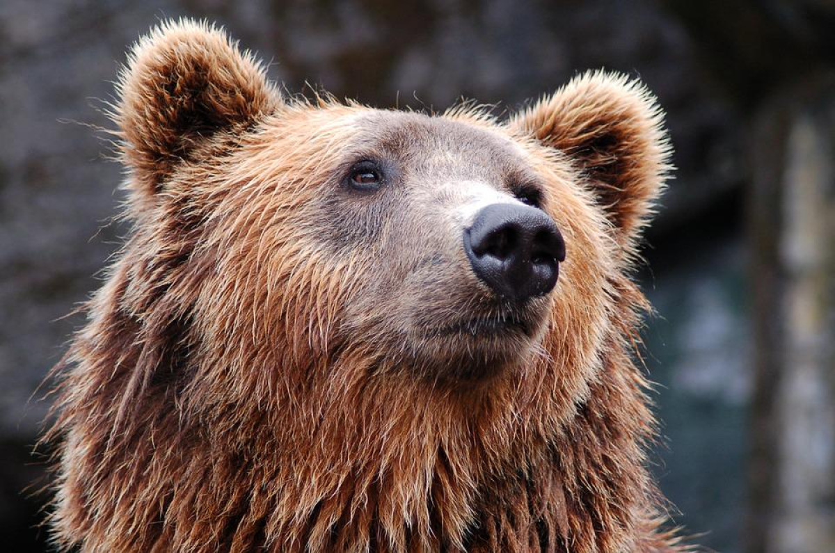Сельчане в ВКО терпят миллионные убытки от набегов медведей