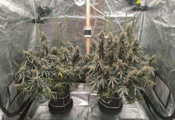 Нарколабораторию ликвидировали полицейские в ЗКО 