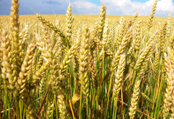 Казгидромет уточненил прогноз урожайности яровой пшеницы и подсолнечника