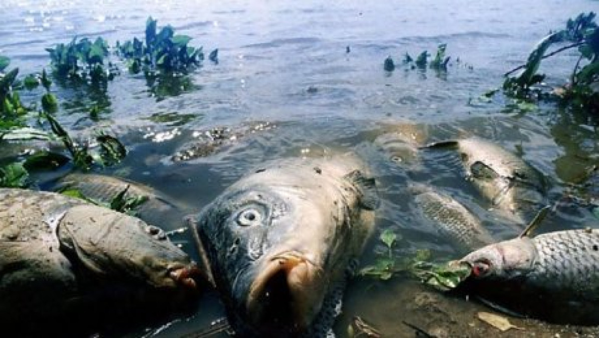Экологи выясняют причины гибели рыбы в Бурабае