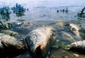 Экологи выясняют причины гибели рыбы в Бурабае