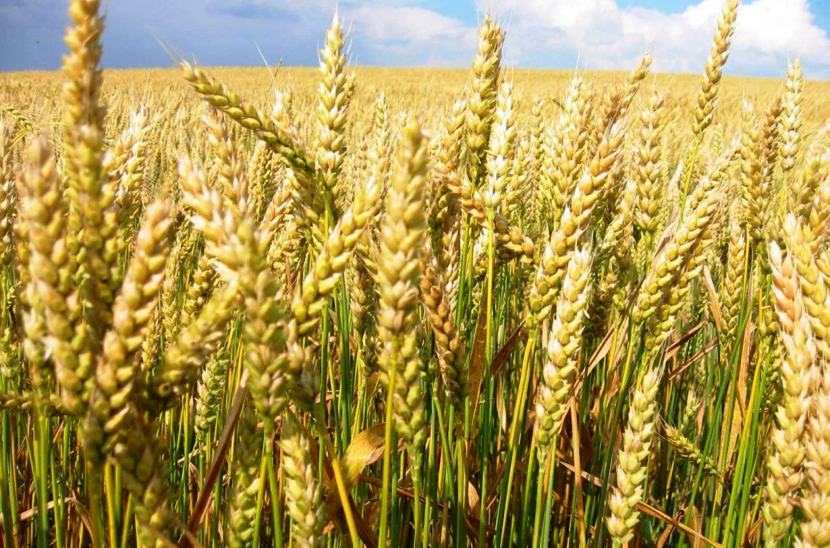  фото: farming.org.ua 