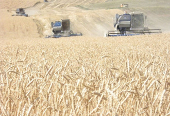 Биылғы астық түсімі қандай болады?