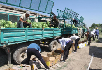 Түркістан облысы: Биыл өнім көлемі артты
