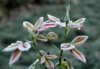Еліміздің жеті өңірінде 2 градус үсік жүреді