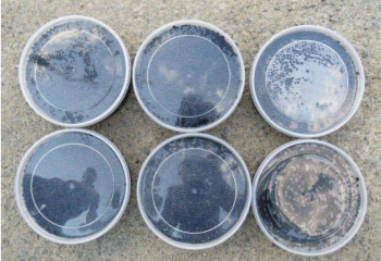 Свыше 3 кг черной икры изъяли у жителя Атырау