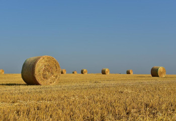 200 тонн свежего сена сгорело в Павлодарской области