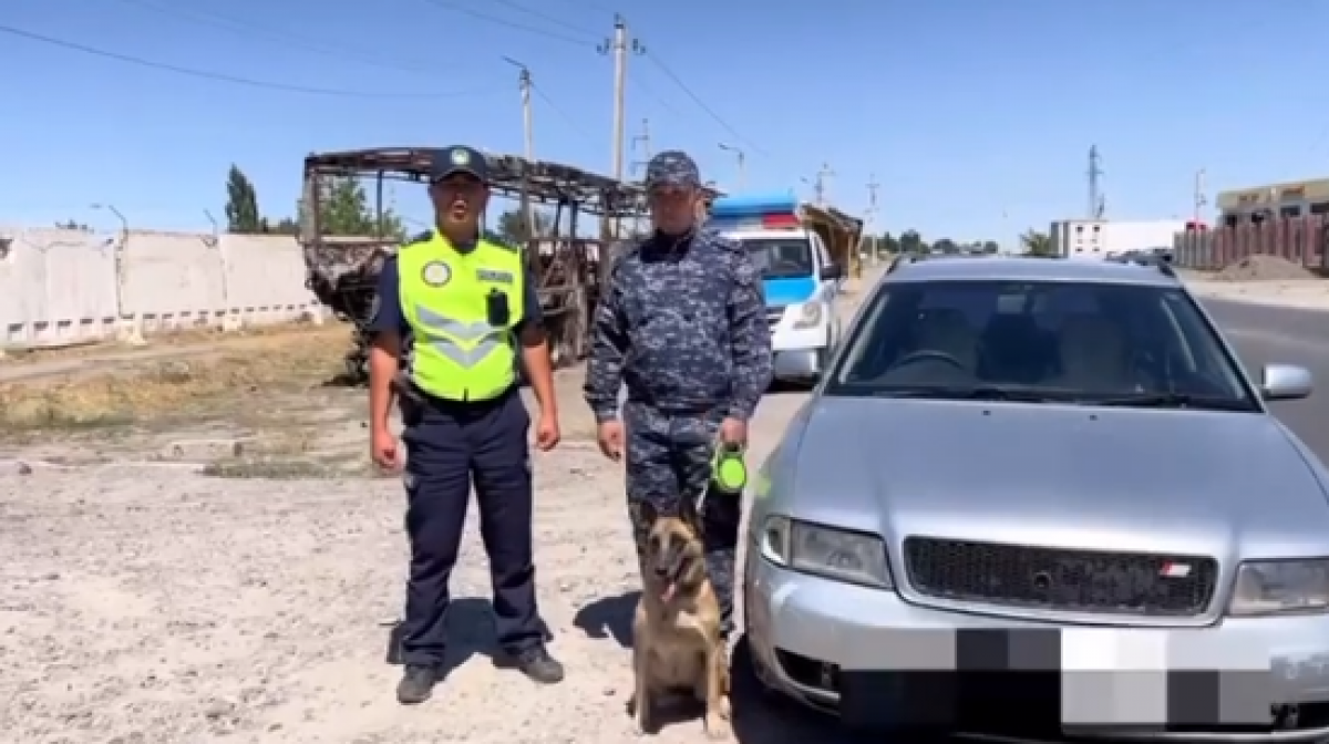 Служебная собака обнаружила наркотики в машине в Жамбылской области