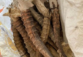 Маңғыстау облысының тұрғынынан 200-ге жуық киік мүйізі табылды