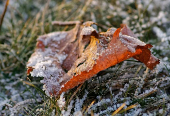 Бүгін Қазақстанның кейбір аймақтарында үсік жүреді