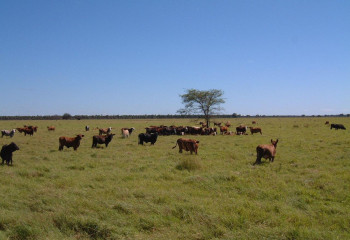 60 000 гектаров пастбищных угодий возвращены государству