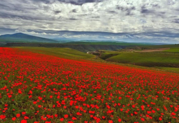 Бір ЖШС-қа ғана тиесілі. 60 мың га жер мемлекетке қайтарылды