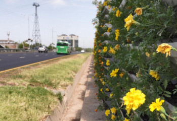 Алматыда көшелерді безендіруде тігінен көгалдандыру әдісі қолданылды
