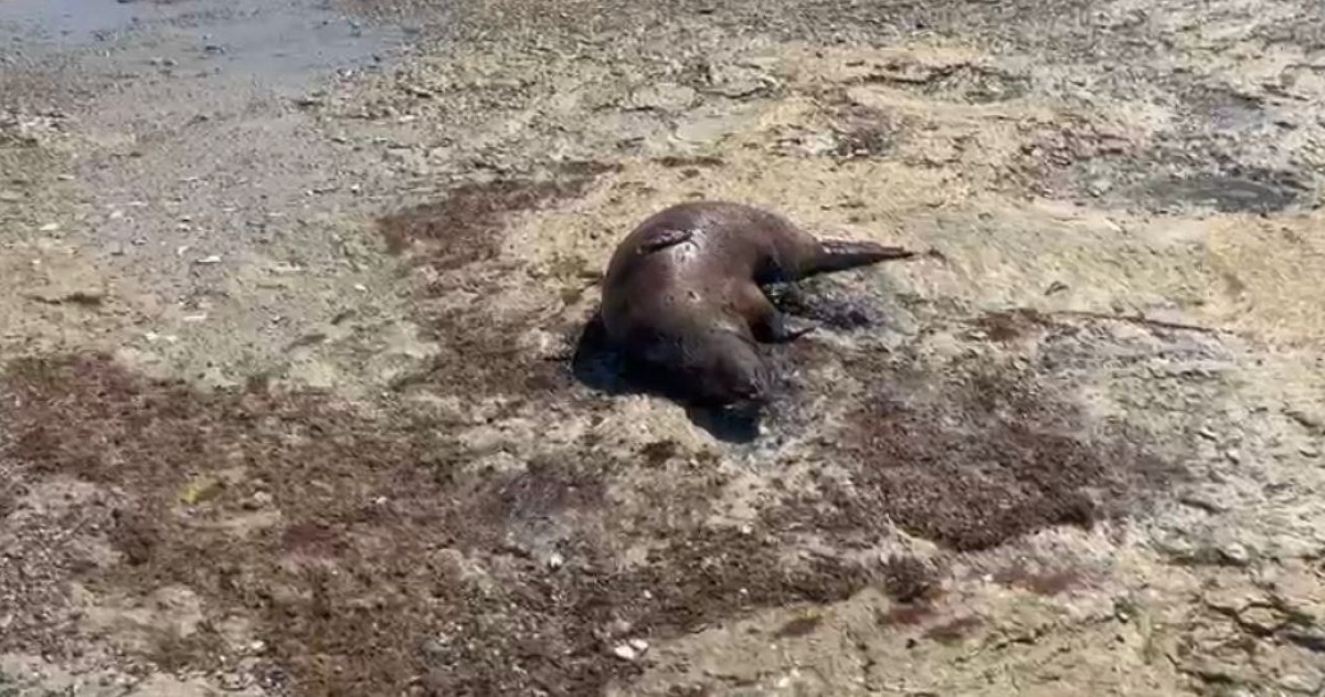 Мертвого тюленя обнаружили на берегу Каспия в Мангистау