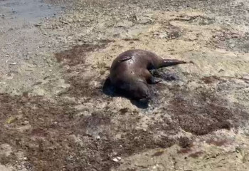 Мертвого тюленя обнаружили на берегу Каспия в Мангистау