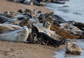 Для сохранения каспийского тюленя в Мангистау планируют создать три государственных природных резервата
