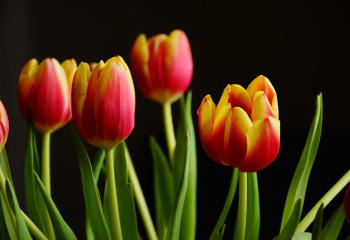 Во сколько обойдется букет цветов к 1 сентября 