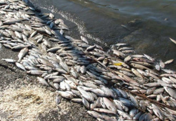 Министрлік Каспийде қырылған балыққа қатысты мәлімдеме жасады